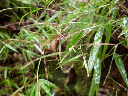 (Arthrostylidium venezuelae)