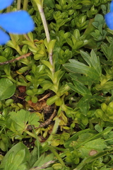 Gentiana bavarica bavarica