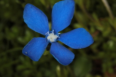 Gentiana bavarica bavarica