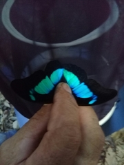 Mesoprepona pheridamas