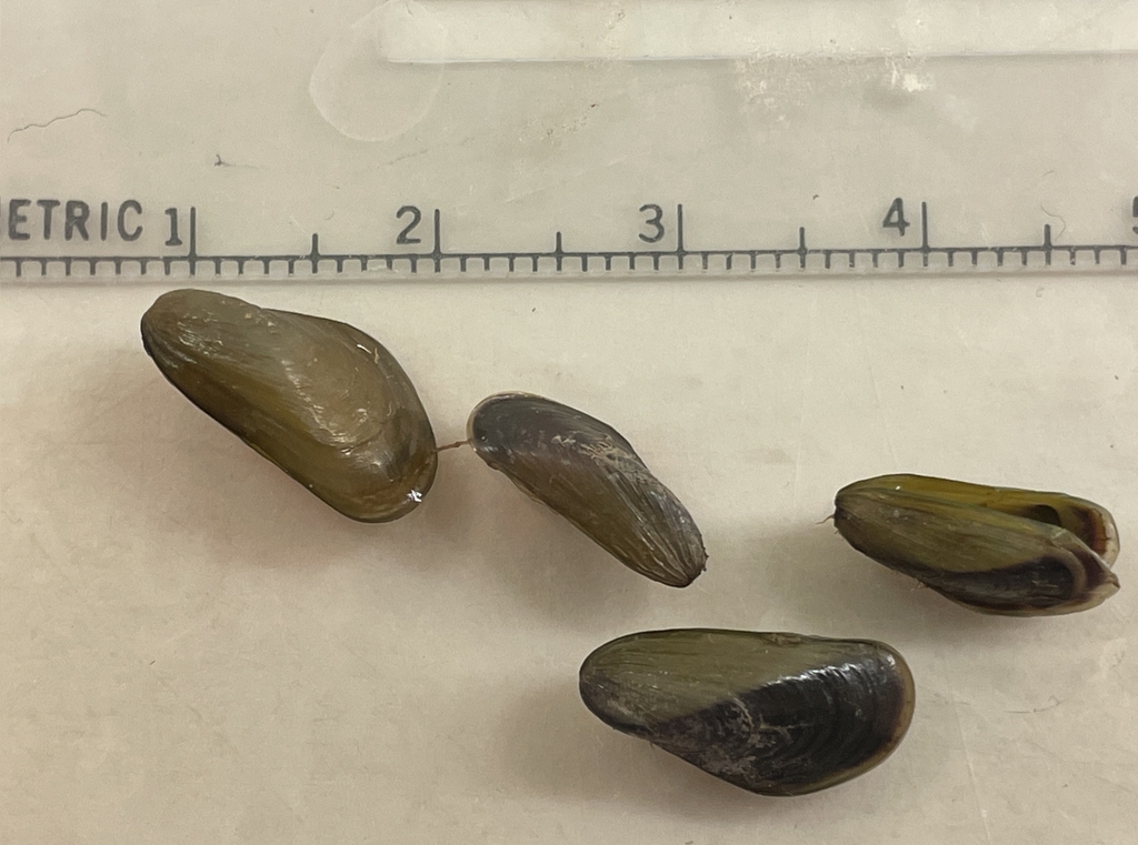 Golden Mussel Rocks Golden Mussel from Stockton, CA 95204, USA on October 17, 2024 by pcarp ...
