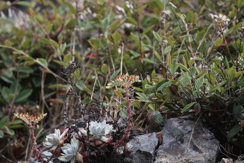 Dudleya farinosa