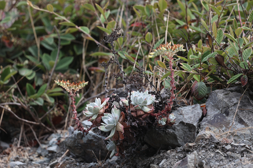 Dudleya farinosa