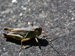 Melanoplus borealis