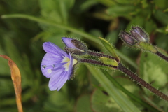 Veronica aphylla