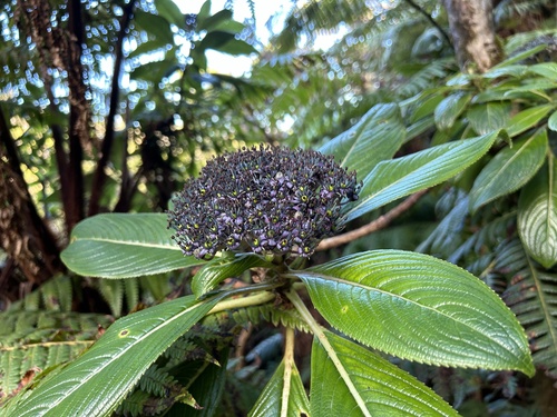 Hydrangea arguta observed 2024-10-18