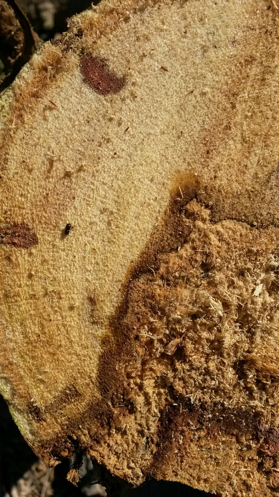 Polyphagous Shot Hole Borer