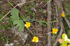 Ranunculus hybridus
