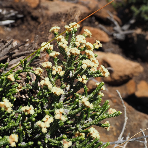 Ozothamnus scutellifolius Hook.fil.