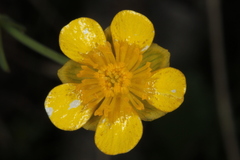 Ranunculus hybridus