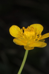 Ranunculus hybridus