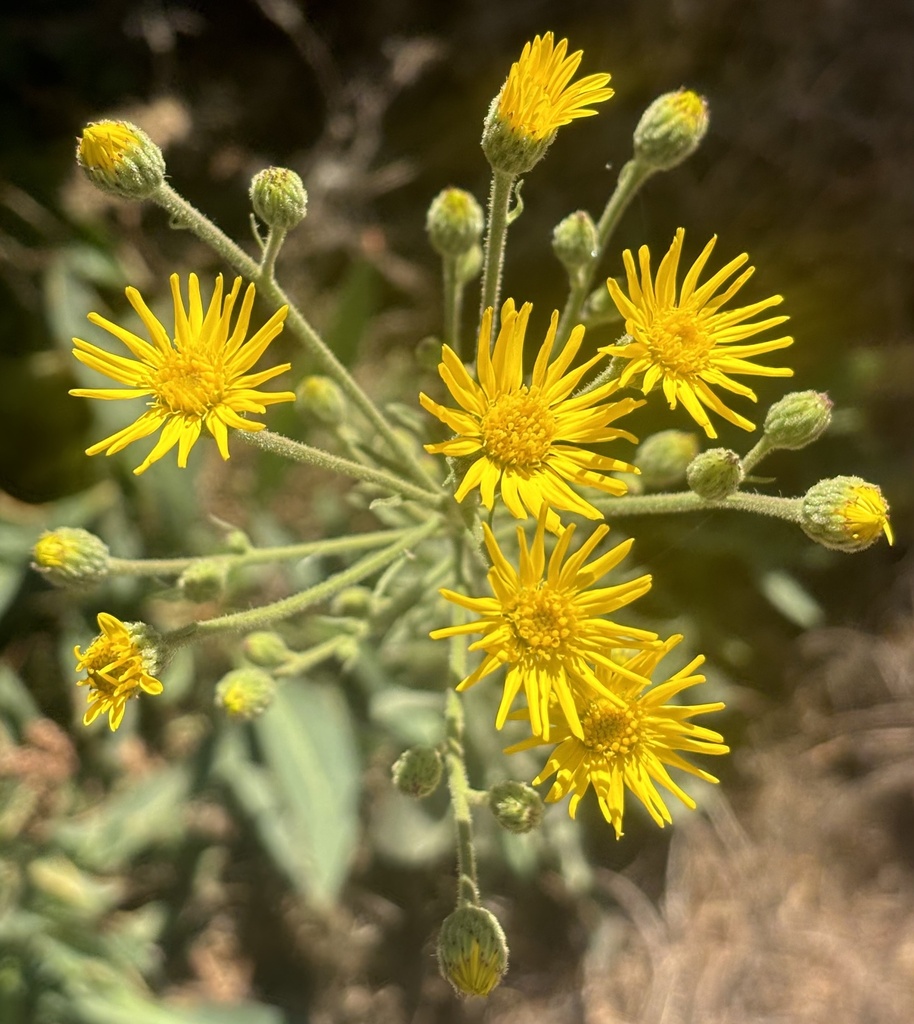 Heterotheca grandiflora