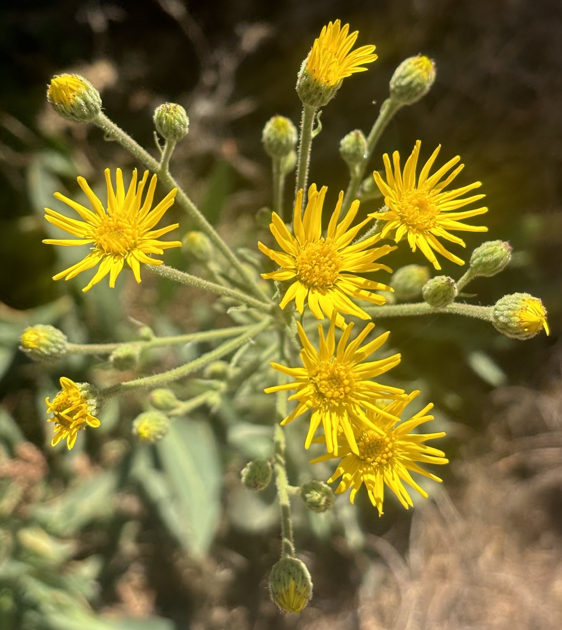 Heterotheca grandiflora