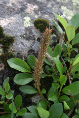 Salix arctophila