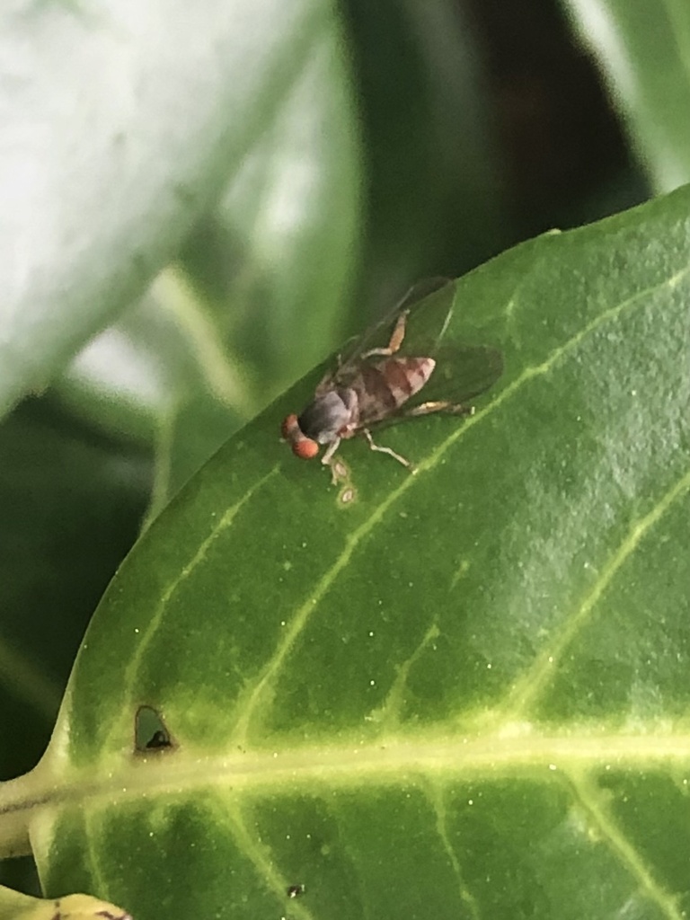Platypeza cinerea
