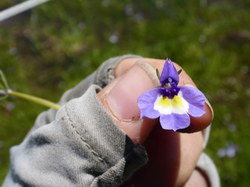 Downingia bicornuta var. bicornuta