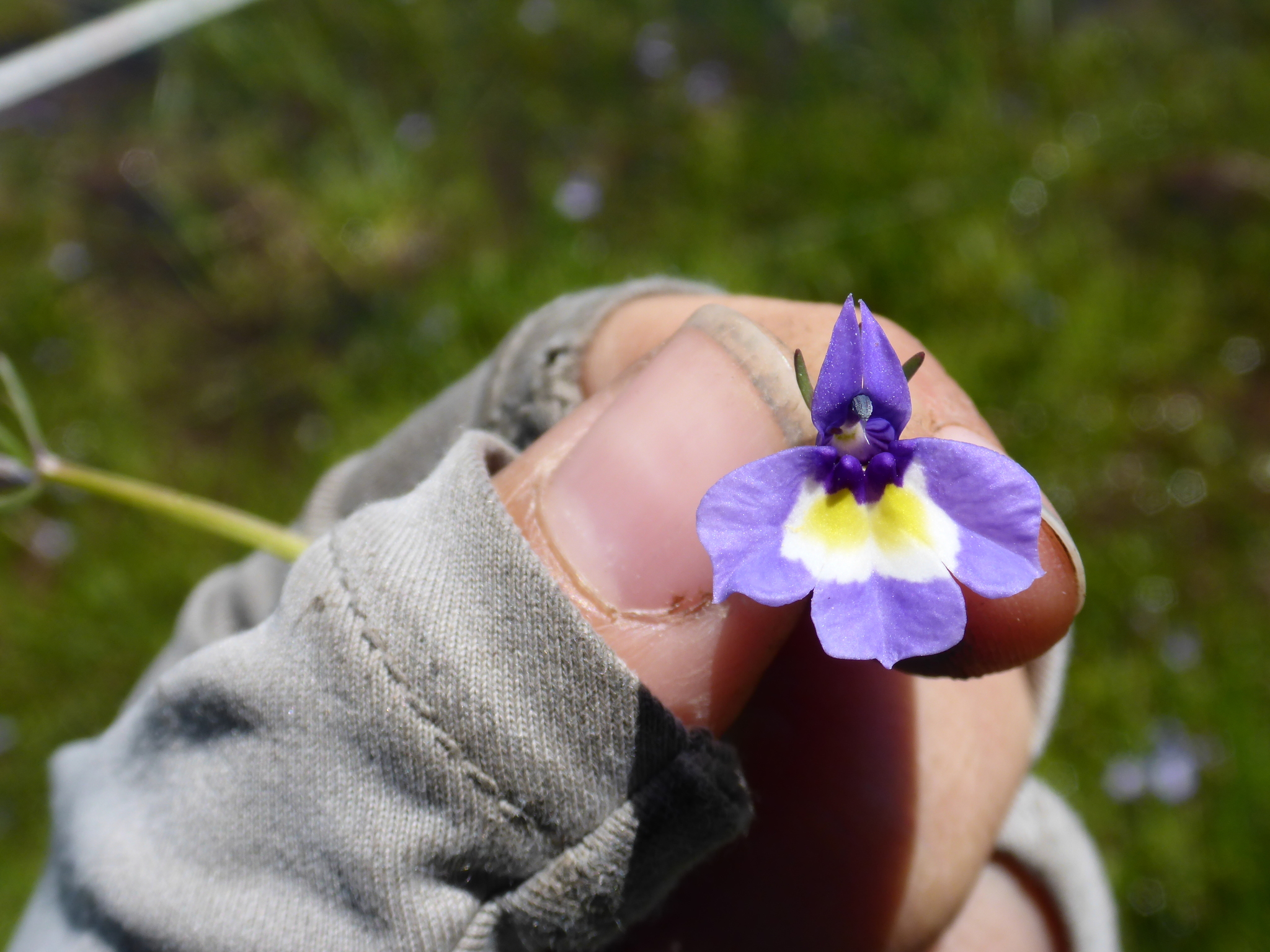 Downingia bicornuta var. bicornuta