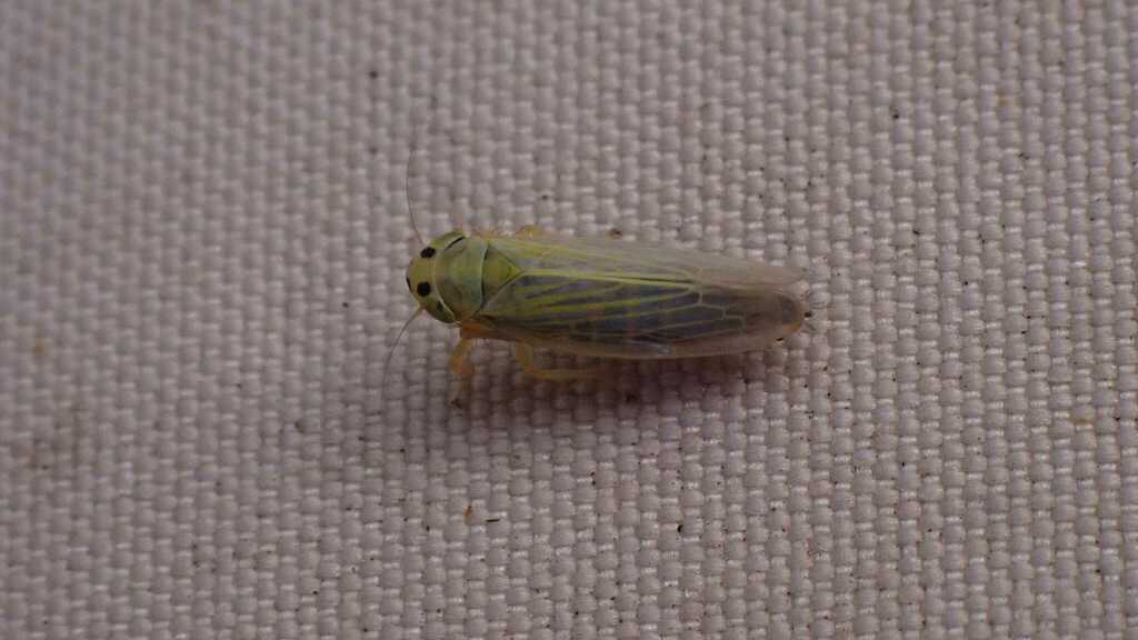 Leafhopper