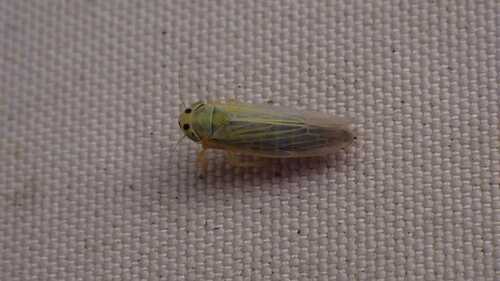 Leafhopper