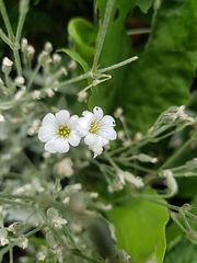 Cerastium tomentosum