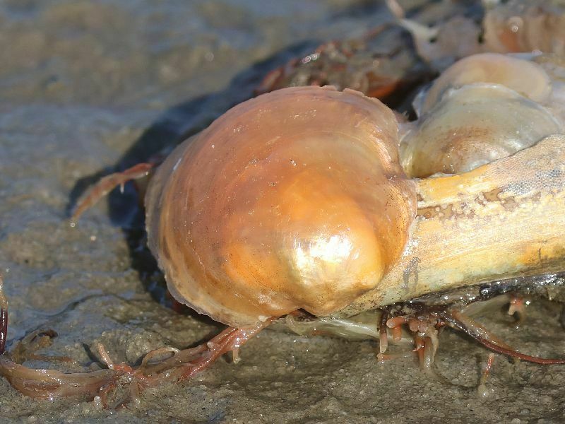 Common Jingle from Jones Beach, Nassau County, NY, USA on October 30 ...
