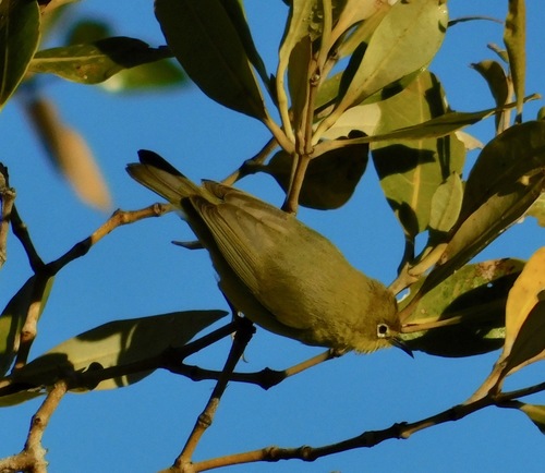 Zosterops luteus