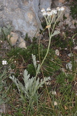 Achillea clavennae