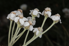 Achillea clavennae
