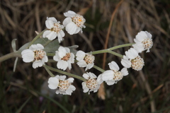 Achillea clavennae