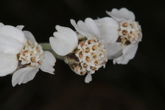 Achillea clavennae