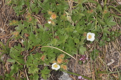 Potentilla clusiana