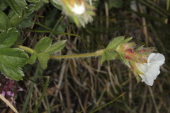 Potentilla clusiana