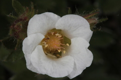 Potentilla clusiana