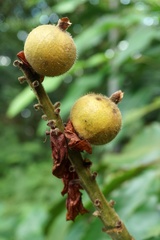 Alpinia uraiensis