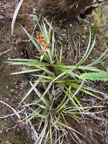Astelia menziesiana observed 2024-10-17