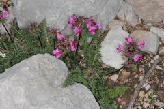Pedicularis rostratocapitata