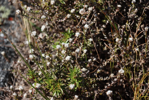 Image of Metalasia divergens by (c) Tony Rebelo, some rights reserved (CC BY-SA)