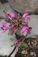 Pedicularis rostratocapitata