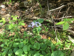 Phlox divaricata divaricata