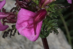 Pedicularis rostratocapitata