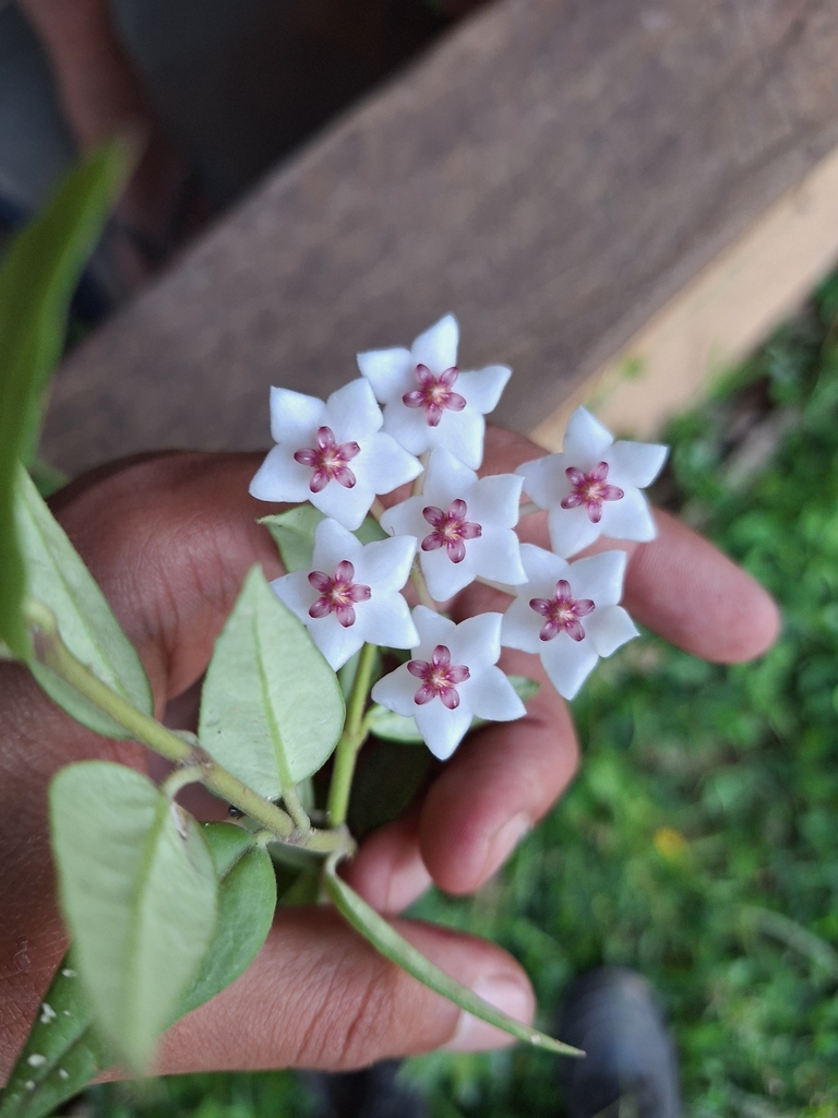 Хоя белла — Hoya bella