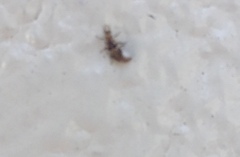 Neuroptera
