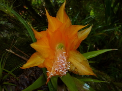 Disocactus aurantiacus