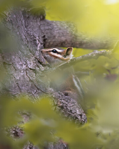 Gray-footed Chipmunk observed by gwood5turbo