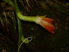 Disocactus aurantiacus