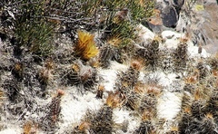 Austrocactus coxii