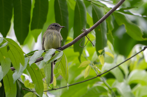 Greenish Elaenia