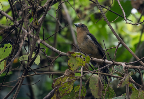 Black-goggled Tanager