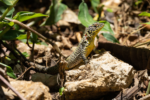 Eastern Whorltail Iguana, Stenocercus orientalis