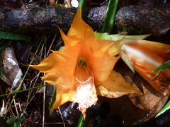 Disocactus aurantiacus